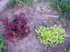 purple and yellow sedums