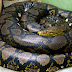 What you should know about Reticulated Pythons