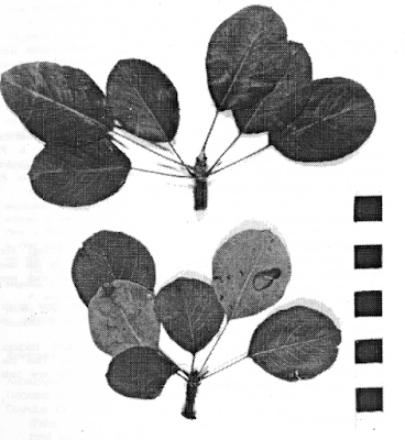 Груша паннонийская разновидность мучнистая (Pyrus х pannonica var. farinosa)