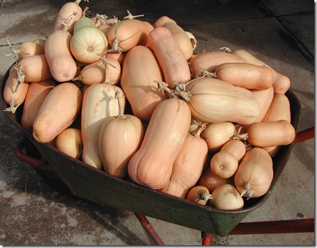 Butternut Pumpkins by the barrow-load...