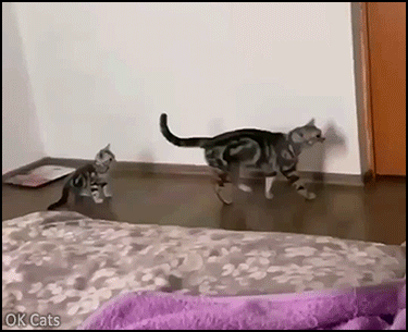 Funny Kitten GIF • Sneak attack! Presumptuous kitty jumps on Dad's back but it was a terrible mistake! [ok-cats.com]