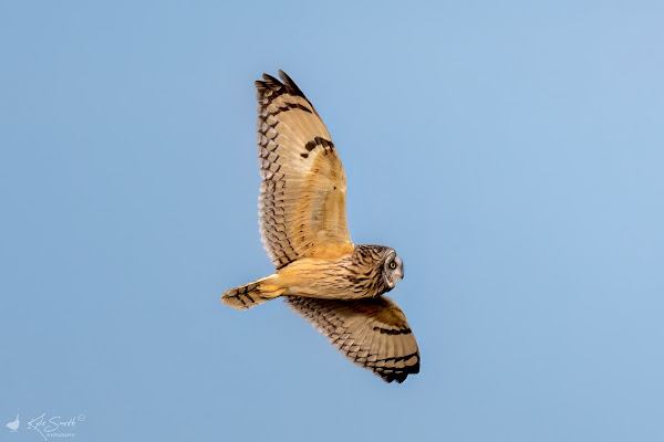 Short-eared owl