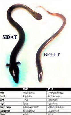 Perbedaan Ikan Sidat dan Belut,