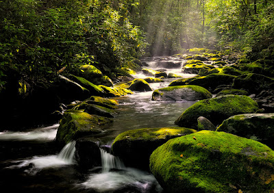 Río cruzando el bosque de las rocas verdes