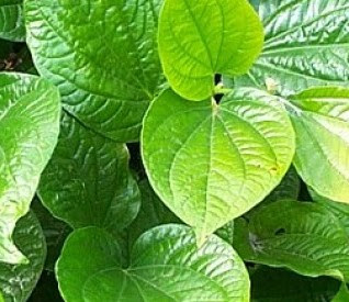 Treating Whitish Betel Leaves with Water Stew