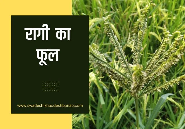 ragi flower in hindi