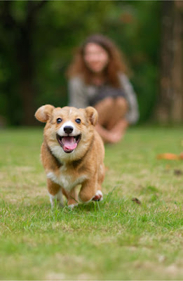 To promote positive dog training, teach, engage, and amplify. Pembroke Welsh Corgi practices recall.