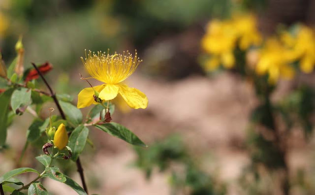 Hypericum Flowers