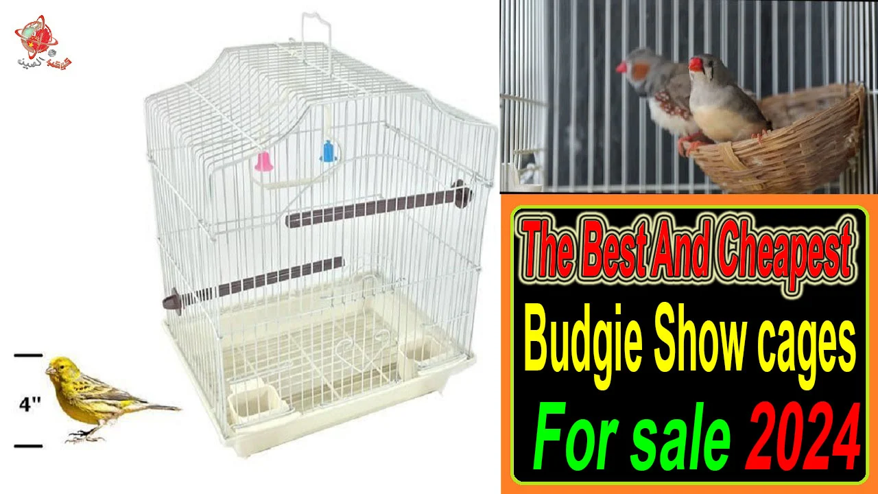 "Affordable budgie show cages USA"     "Cheap parakeet exhibition cages for sale"   "  Inexpensive bird show enclosures America"    " Budget-friendly budgie exhibit cages USA"    " Low-cost show cages for sale in the United States"     "Best deals on budgie show cages USA"   "  Budget budgie exhibition enclosures America"   "  Discounted bird show cages for sale"   "  Economic parakeet show cages USA"   "  Budgie display cages at a low price in the United States" "canary training cages" "canary cages" "abba seed breeding cages" "italian breeding cages for sale in usa" "terenziani cages" "italian bird cage" "italian bird cage manufacturers" "song bird cages" "budgie show cages for sale" "budgie show cages for sale australia" "bird show cages for sale" "budgerigar show cages for sale" "british bird show cages for sale" "second hand bird show cages for sale" "exhibition budgie breeding cages for sale" "second hand bird show cages for sale near me" "budgerigar" "canary show cages for sale" poultry show cages for sale" bird show boxes for sale" poultry show cages for sale australia" poultry show cages for sale uk" fife canary show cages for sale" border canary show cages for sale" gloster canary show cages for sale" "lizard canary show cages for sale" "colour canary show cages for sale" "norwich canary show cages for sale" "yorkshire canary show cages for sale" "poultry show boxes for sale" "fife canary show cages for sale near me" "birds cage for food products"