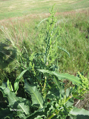 curly dock, Rumex crispus