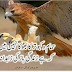 dr iqbal poetry,iqbal poetry
