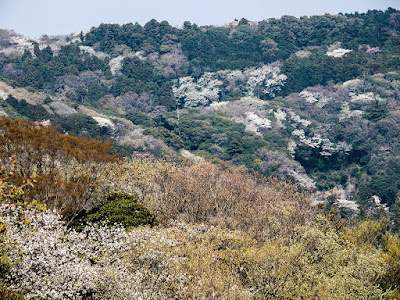 Yama-zakura (Prunus jamasakura) blossoms: Kita-kamakura