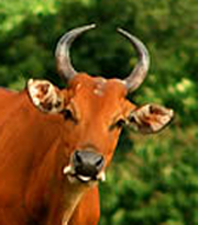 Banteng Tidak Suka Sama Warna Merah