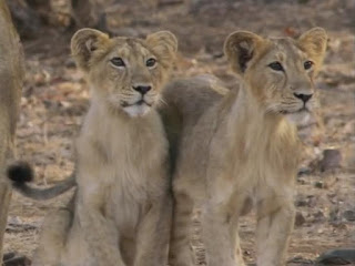 Fulll HD Picture of Gujarat baby lion cubs for downloads Gujarat baby lion biography free Two baby lion in gujarat gir jungal