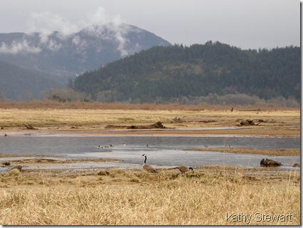 Geese and ducks