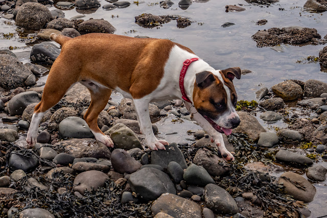 Photo of Ruby happy to be back on the beach again