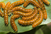 Delias hyparete larva