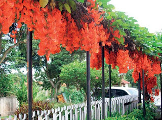 Jual tanaman FLAME OF IRIAN ( Mucuna Bennetti) | supplier aneka tanaman rambat berbunga