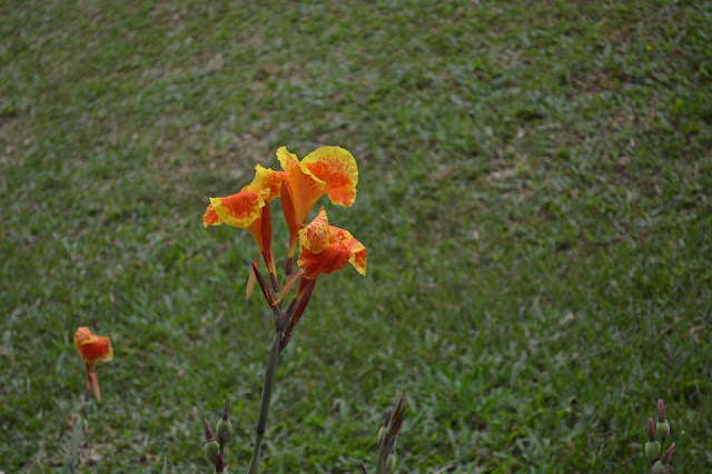 Botanical Name -Canna Hybrid, Family : Cannanaceae