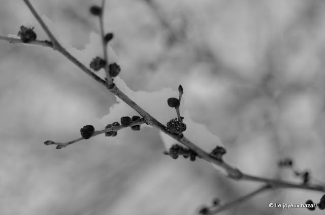 Forêt sous la Neige - l'Isle Adam