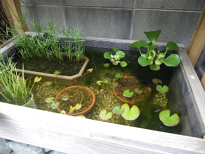 メダカ 水草 必要 133985-メダカ 水草 必要