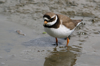 Bontbekplevier - Bûnte Wilster - Charadrius hiaticula