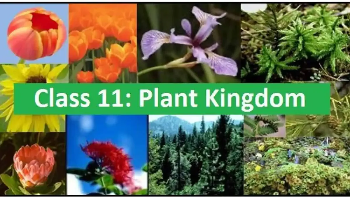 Plant Kingdom NCERT PDF
