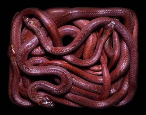 amazing pictures of snakes