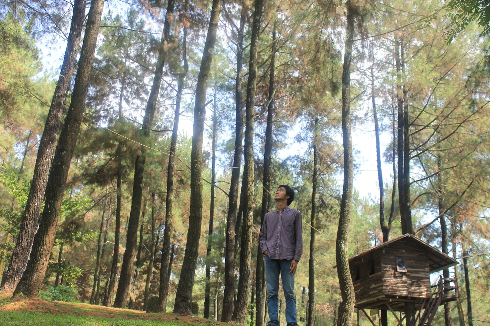 Menjelajahi Hutan Pinus Yang Hijau Dan Asri Cocok Untuk Prewedding