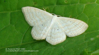 Scopula (Calothysanis) immutata DSC17621