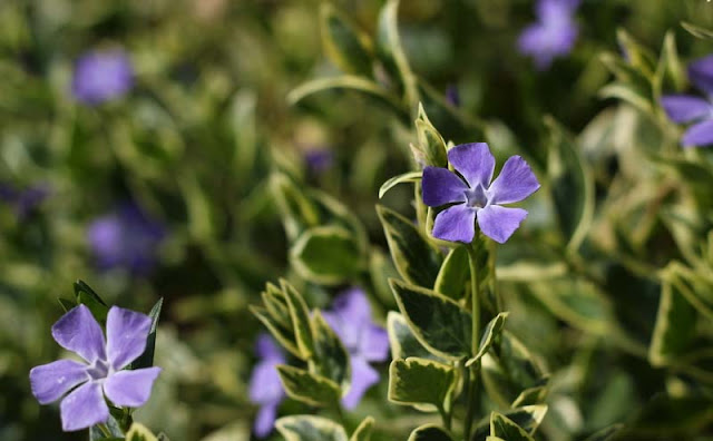 Vinca Major Variegata