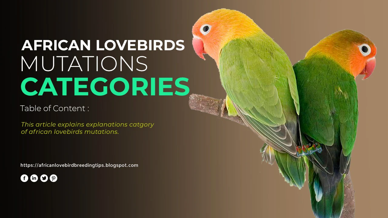 African Lovebirds Mutations Group