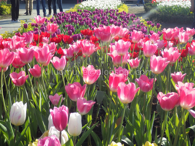 Zhongshe flower market taichung tulips