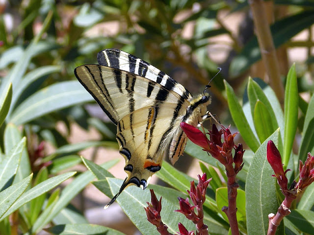 Segelfalter, Iphiclides podalirius