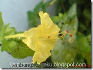 bunga pukul 4 kuning 2902