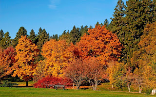 Autumn Colours wallpaper