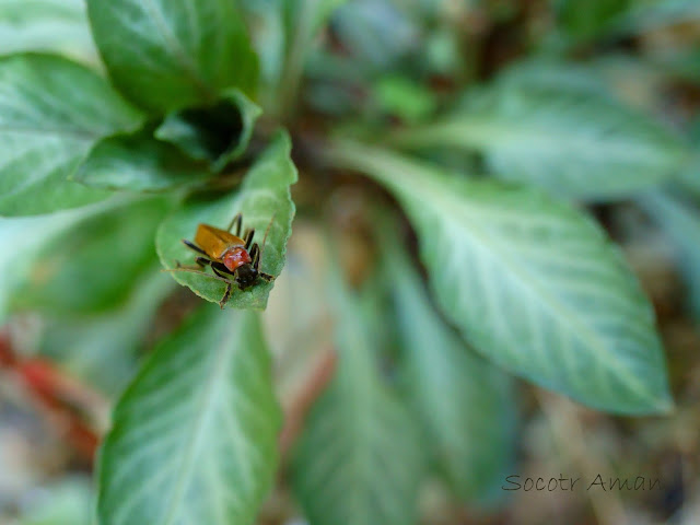 Lycocerus insulsus