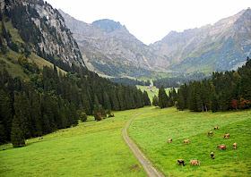 cattle grazing in the Swiss countryside