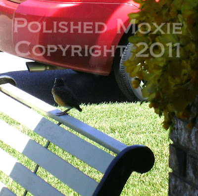 Picture of baby robin sitting on the back of a bench