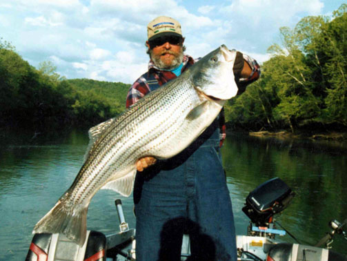 Fishing Facts: Striped Bass