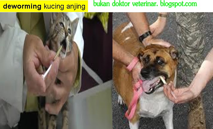 Bukan doktor veterinar: Deticking, Deworming, Maggot Wound