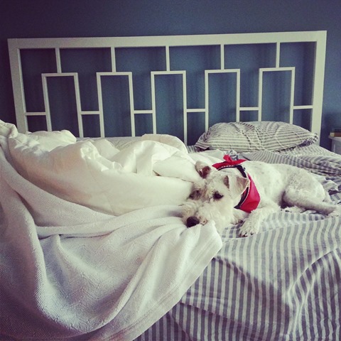 Sleepy Ike (Wire Fox Terrier)