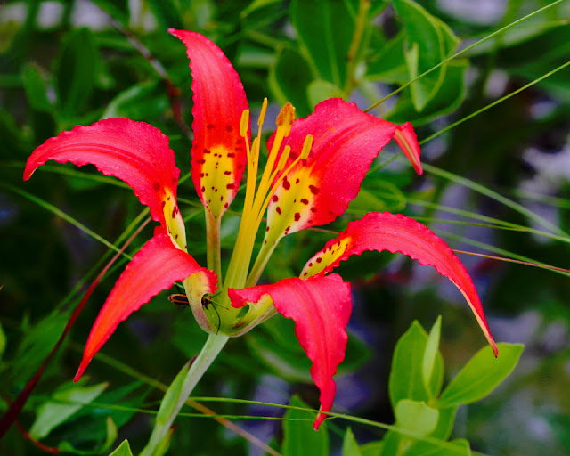 Лилия Кейтсби (Lilium catesbaei)