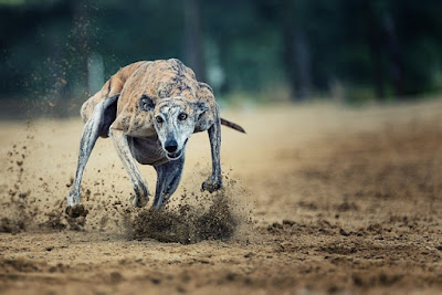 50 Curiosidades sobre los perros, galgo corriendo velozmente