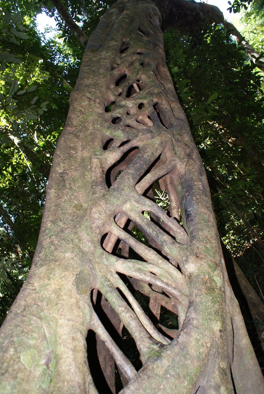 Tropical Rainforest: Animals In The Tropical Rainforest List