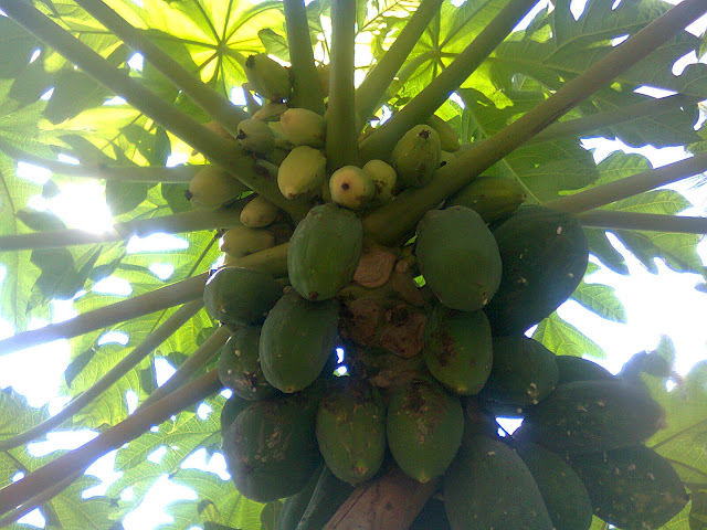 Buah Pepaya Berbuah Lebat Berkat Pupuk Kandang, Phonska, dan Pupuk NPK Mutiara