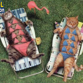 mother cats in summer