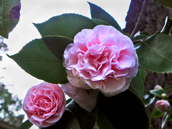 Multiple Camellia Blossoms on Tree
