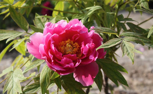 Peony Flowers Pictures