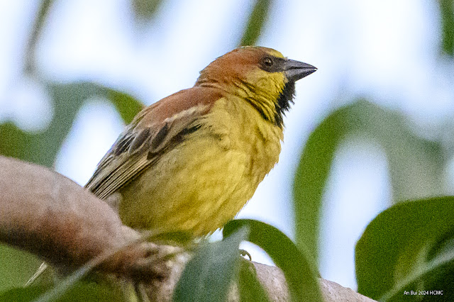 An Bui 2024 HCMC - Plain-backed Sparrow Passer flaveolus (Sẻ Bụi Vàng)